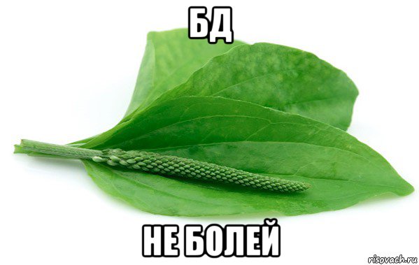 бд не болей