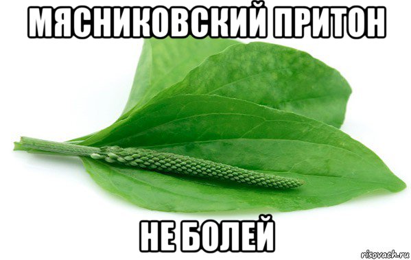 мясниковский притон не болей