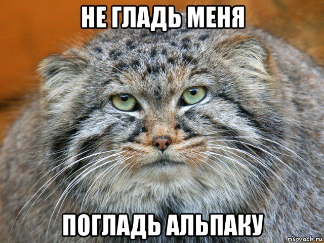 не гладь меня погладь альпаку