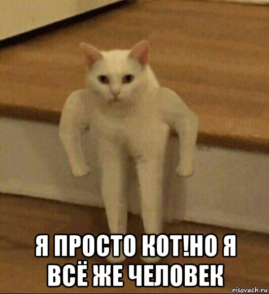  я просто кот!но я всё же человек, Мем  Полукот