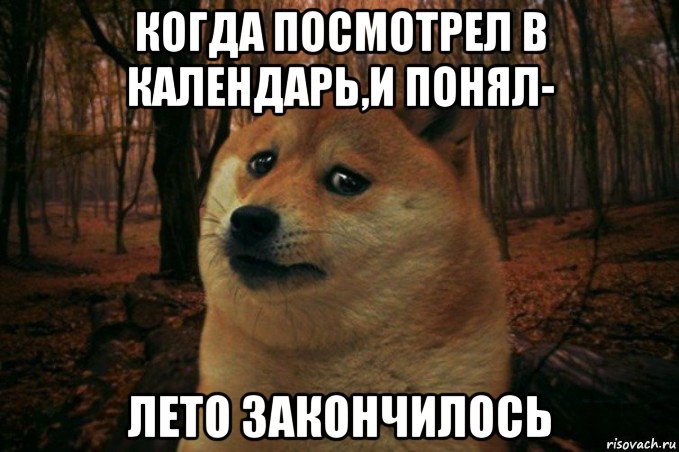 когда посмотрел в календарь,и понял- лето закончилось, Мем SAD DOGE