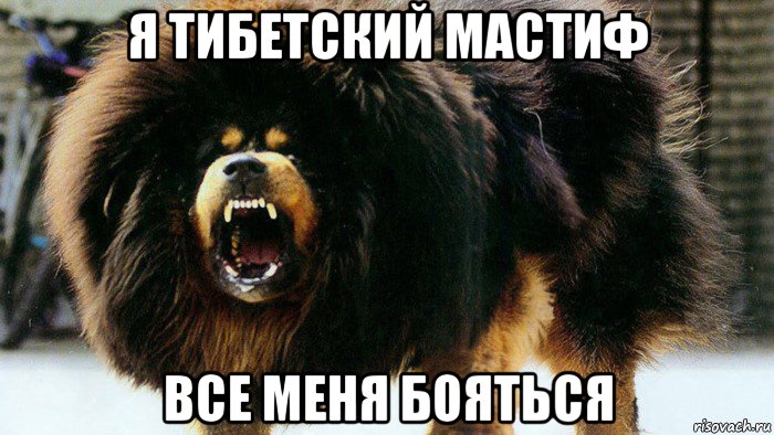 я тибетский мастиф все меня бояться