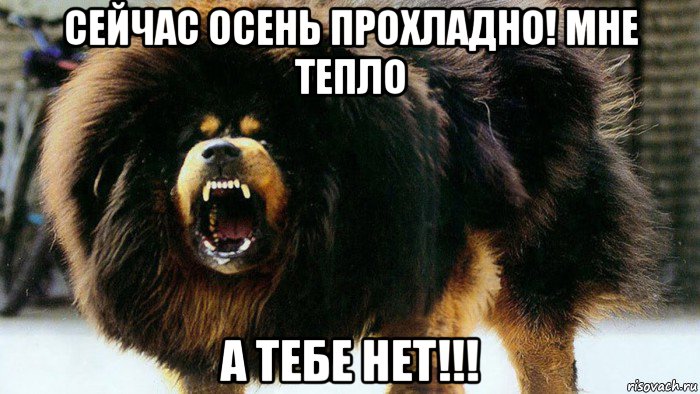 сейчас осень прохладно! мне тепло а тебе нет!!!