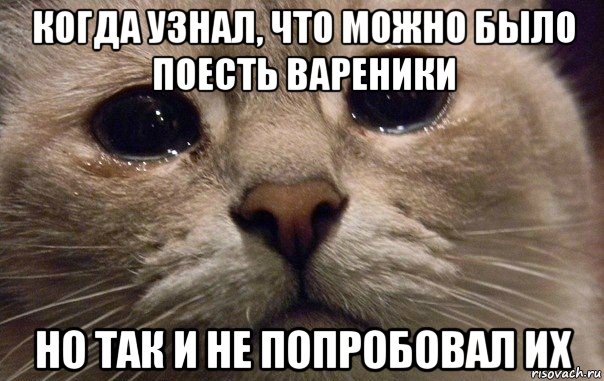 когда узнал, что можно было поесть вареники но так и не попробовал их, Мем   В мире грустит один котик