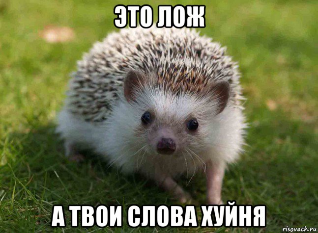 это лож а твои слова хуйня, Мем Ёж