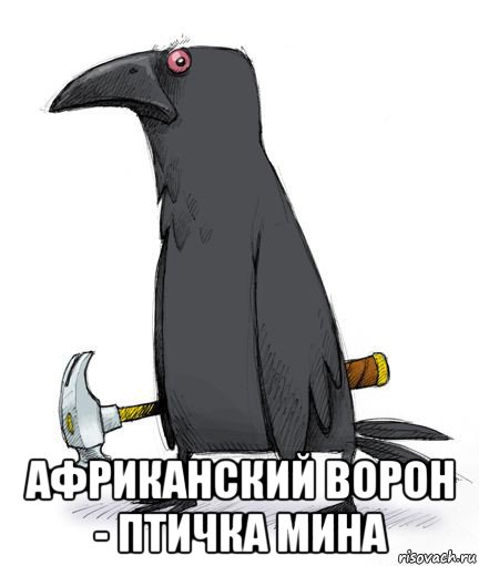  африканский ворон - птичка мина, Мем 34