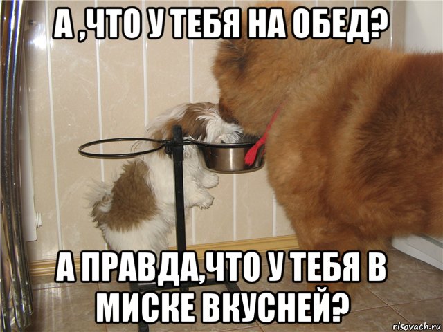 а ,что у тебя на обед? а правда,что у тебя в миске вкусней?, Мем А что у тебя на обед