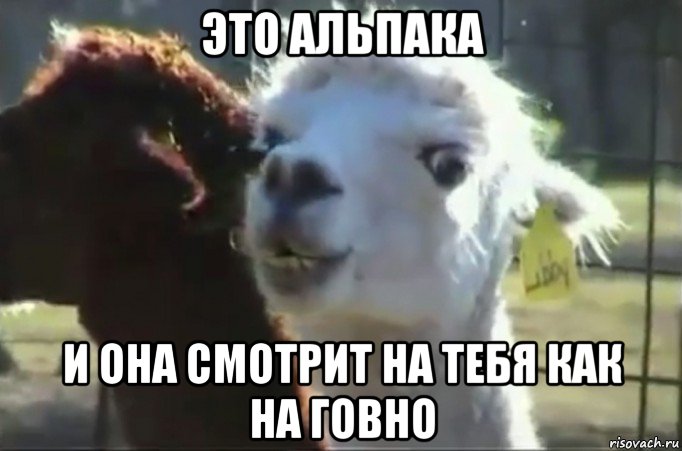 это альпака и она смотрит на тебя как на говно