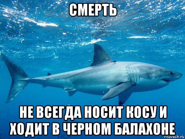 смерть не всегда носит косу и ходит в черном балахоне, Мем Большая белая акула белая смерть