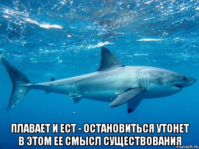  плавает и ест - остановиться утонет в этом ее смысл существования, Мем Большая белая акула белая смерть