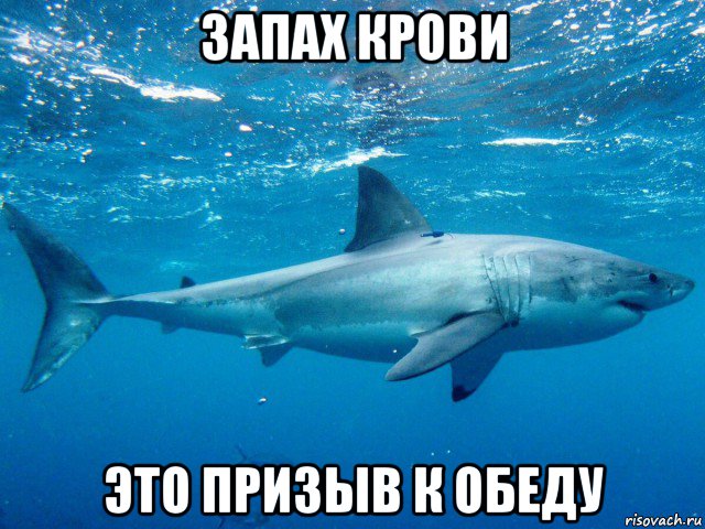 запах крови это призыв к обеду, Мем Большая белая акула белая смерть