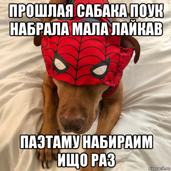 прошлая сабака поук набрала мала лайкав паэтаму набираим ищо раз, Мем Человек паук