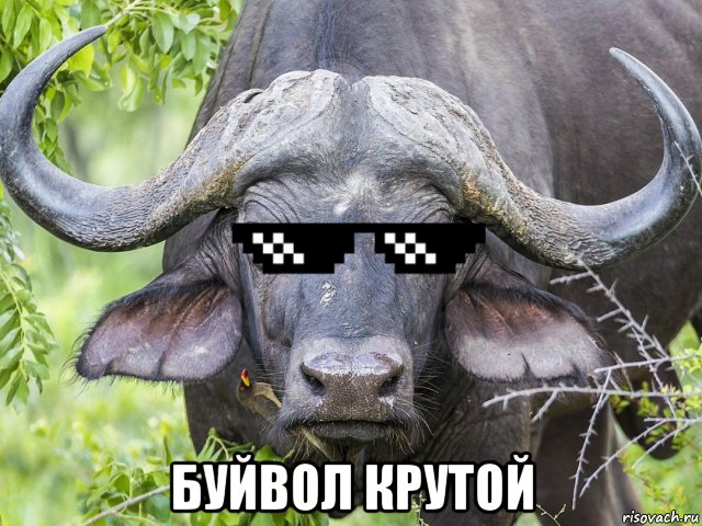  буйвол крутой, Мем Джон