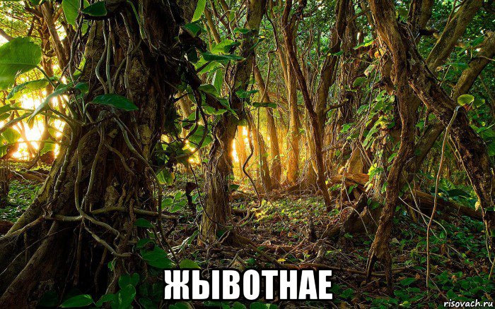  жывотнае, Мем Джунгли