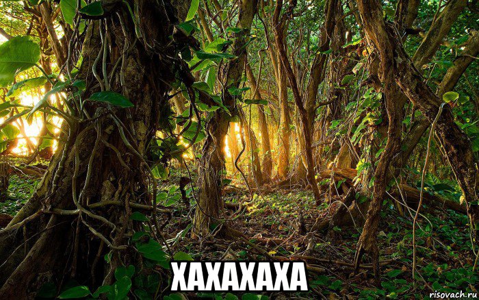  xaxaxaxa, Мем Джунгли