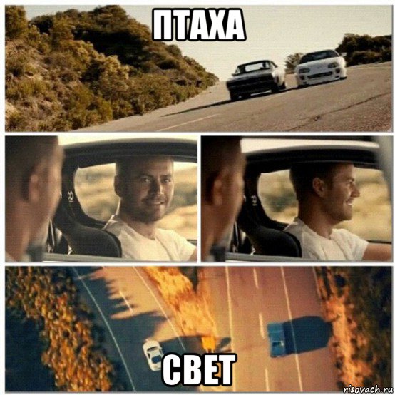 птаха свет
