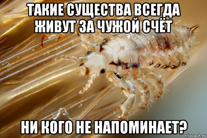 такие существа всегда живут за чужой счёт ни кого не напоминает?, Мем Гнида