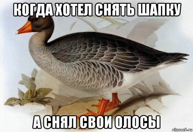 когда хотел снять шапку а снял свои олосы