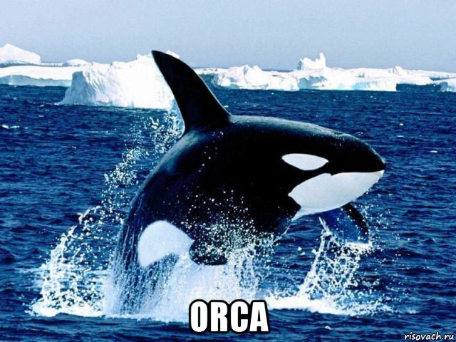  orca, Мем Косатки или киты убийцы черный плавник