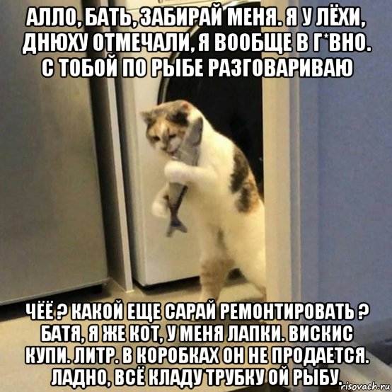 алло, бать, забирай меня. я у лёхи, днюху отмечали, я вообще в г*вно. с тобой по рыбе разговариваю чёё ? какой еще сарай ремонтировать ? батя, я же кот, у меня лапки. вискис купи. литр. в коробках он не продается. ладно, всё кладу трубку ой рыбу., Мем Кот и рыба