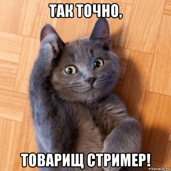 так точно, товарищ стример!, Мем Кот отдает честь