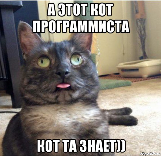 а этот кот программиста кот та знает)), Мем   Кот завис