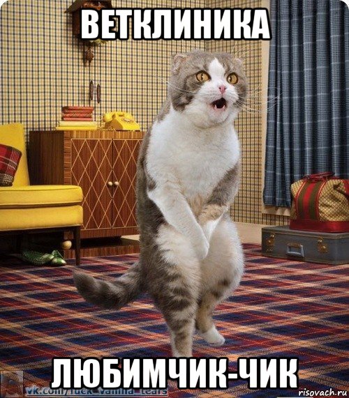 ветклиника любимчик-чик, Мем кот