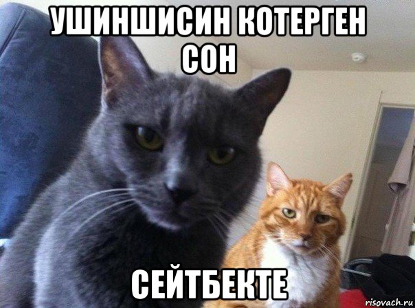 ушиншисин котерген сон сейтбекте, Мем  Два котэ