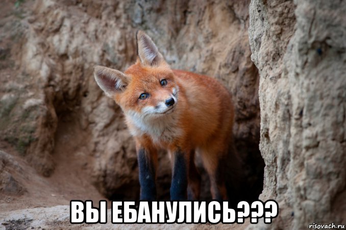  вы ебанулись???