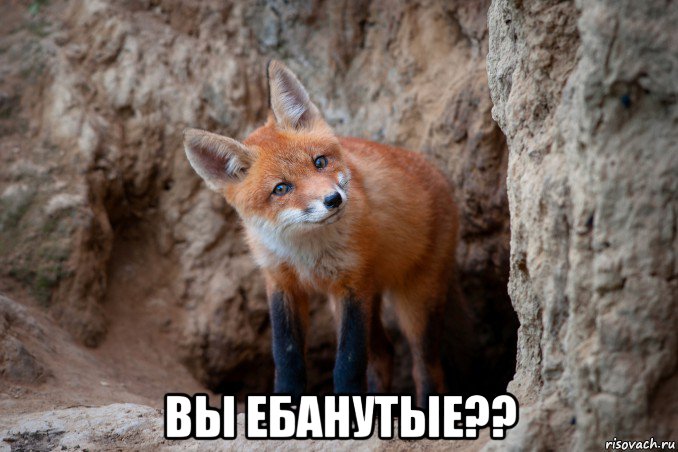  вы ебанутые??