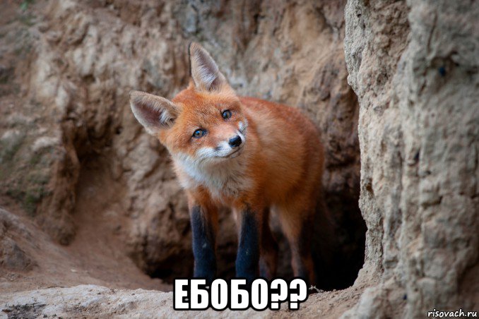  ебобо??