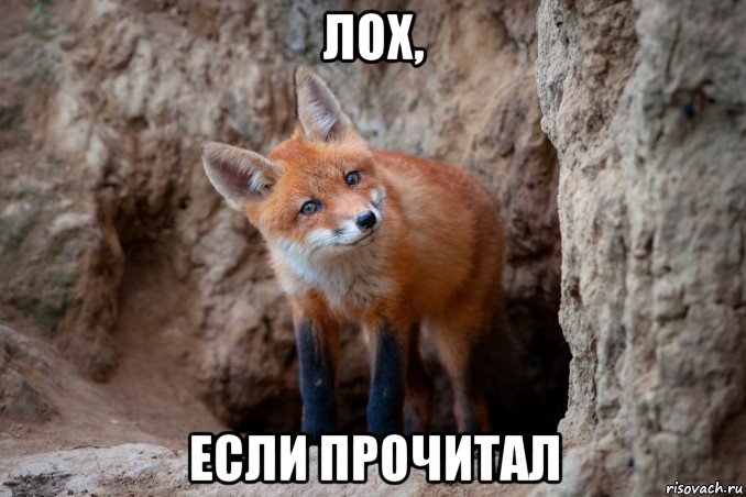 лох, если прочитал