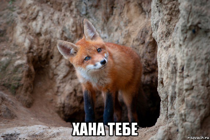  хана тебе