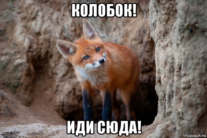 колобок! иди сюда!