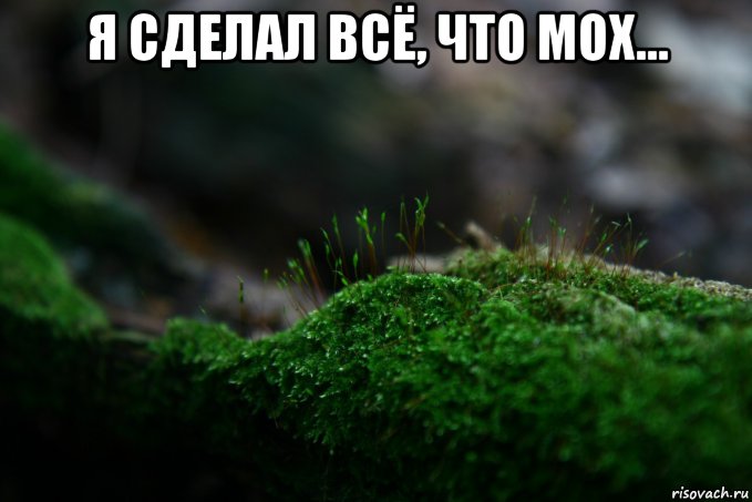 я сделал всё, что мох... , Мем Мох