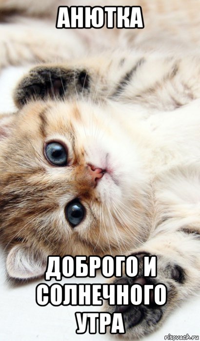 анютка доброго и солнечного утра, Мем Мой