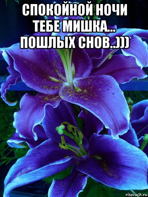 спокойной ночи тебе мишка... пошлых снов..))) , Мем Мой