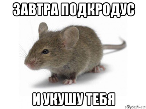 завтра подкродус и укушу тебя, Мем Мышь