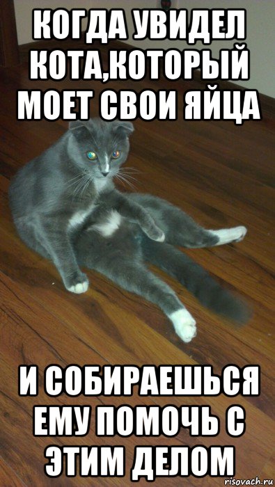 когда увидел кота,который моет свои яйца и собираешься ему помочь с этим делом