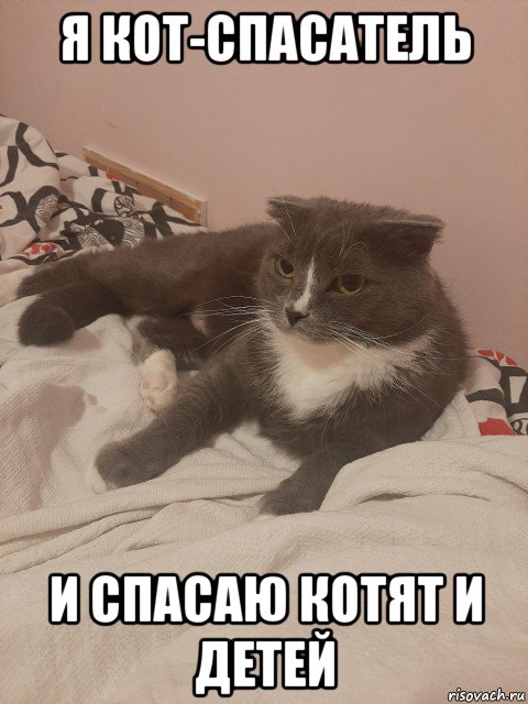 я кот-спасатель и спасаю котят и детей