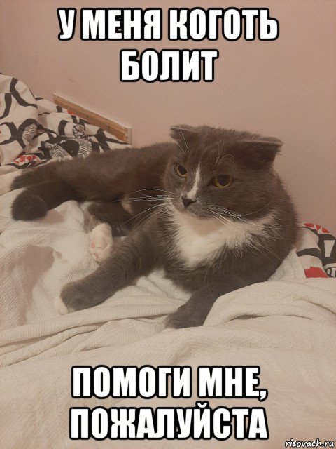 у меня коготь болит помоги мне, пожалуйста, Мем Пашуха