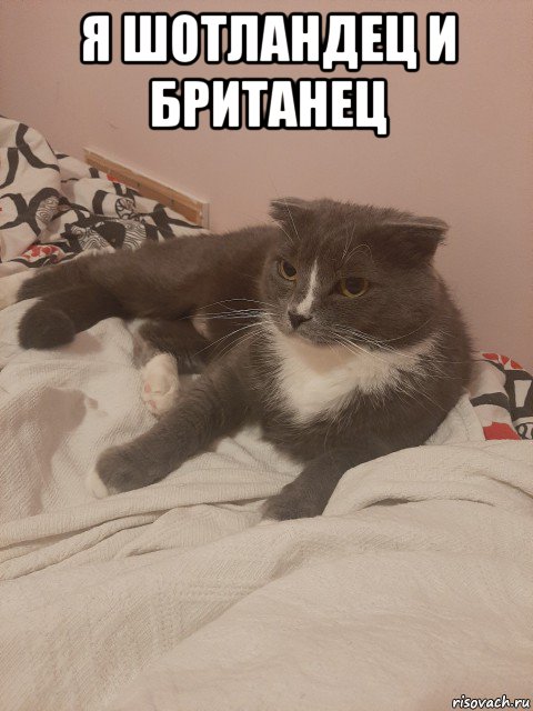 я шотландец и британец 