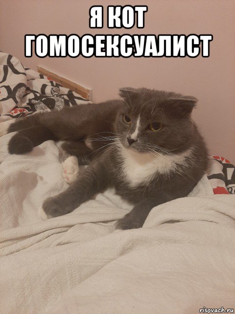 я кот гомосексуалист 