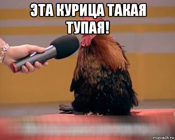 эта курица такая тупая! 