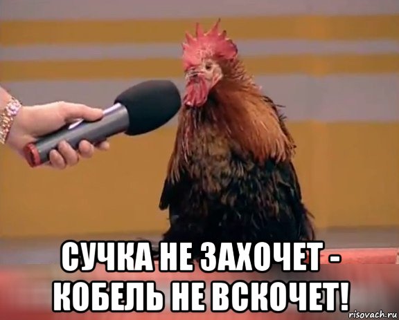  сучка не захочет - кобель не вскочет!