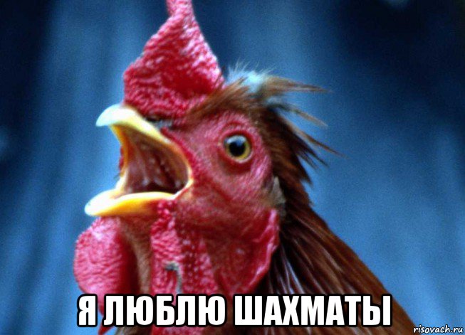  я люблю шахматы