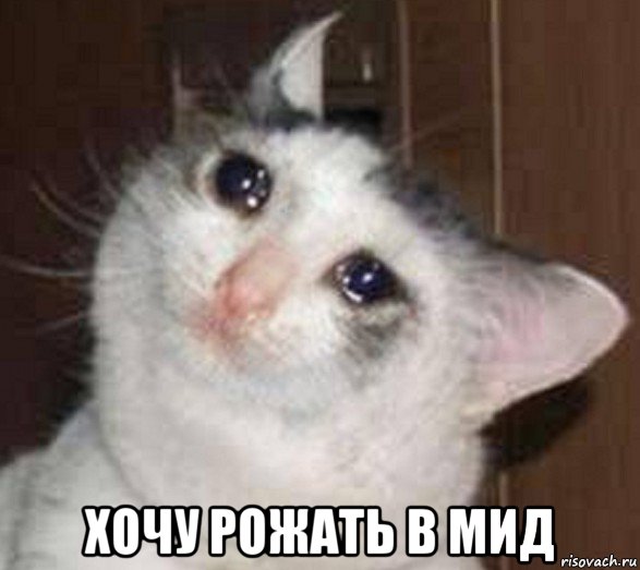  хочу рожать в мид, Мем Плачущий котечка