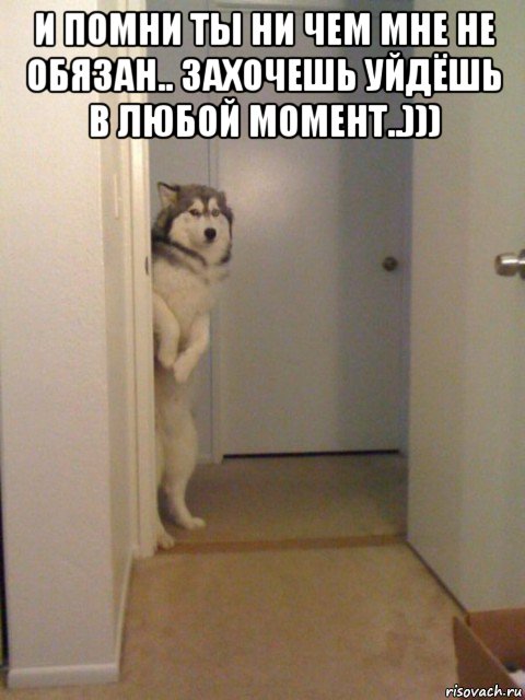 и помни ты ни чем мне не обязан.. захочешь уйдёшь в любой момент..))) , Мем Пёс и ковер