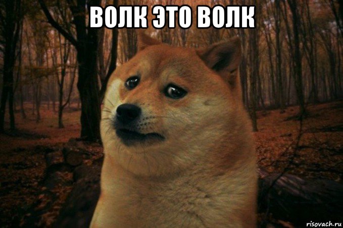 волк это волк , Мем SAD DOGE