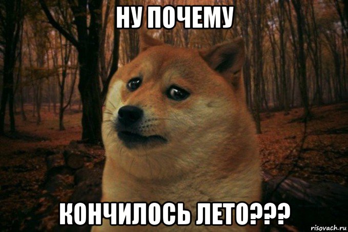 ну почему кончилось лето???, Мем SAD DOGE